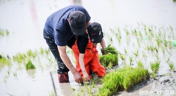 稻田|亲子下地插秧、田间搭灶做饭,还能在稻田里蛙泳……泥娃娃们,带着爸妈冲鸭