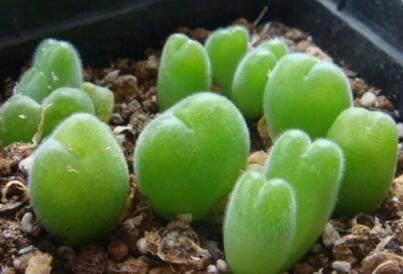 花友养了一大盆这种多肉,像一个个萌兔子,好想用手捏一捏!