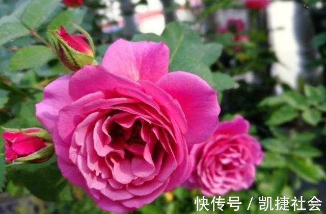 6种冷门月季,看一眼就中“毒”,没养的人都后悔了!