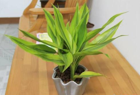 新手养富贵竹,此方法最合适,不黄叶易生根,“富贵吉祥”迎进门