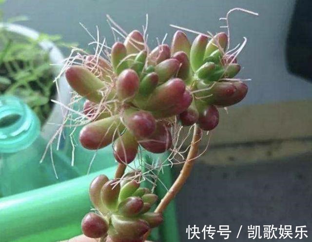 根系|多肉植物长出“小胡须”，表示植株“不健康”，花友们要明白！