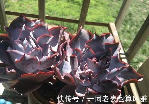 盆栽多肉如何长秋膘、出状态满足4个要求,不负秋日大好时光