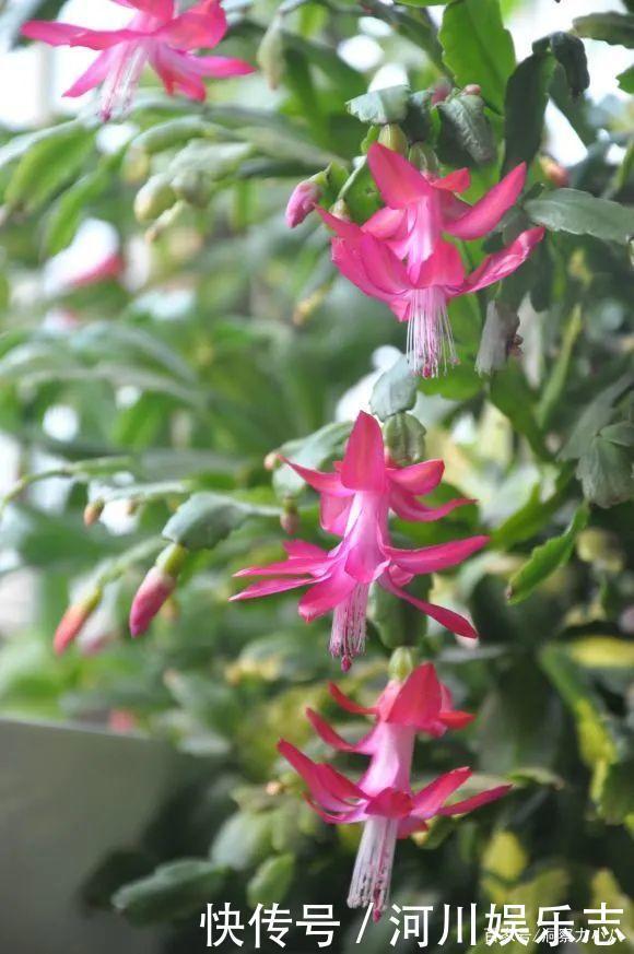 养花|路上遇这“三种花”马上挖回家,遇水易疯长,古代大户人家最爱养