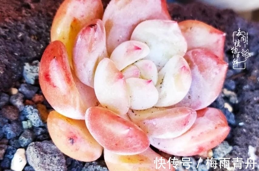 石盆|爱上多肉:何须浅碧轻红,自是花中一流!