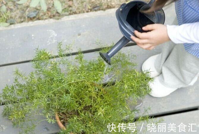 冬季养花,提高植物的抗冻性,补充钾肥
