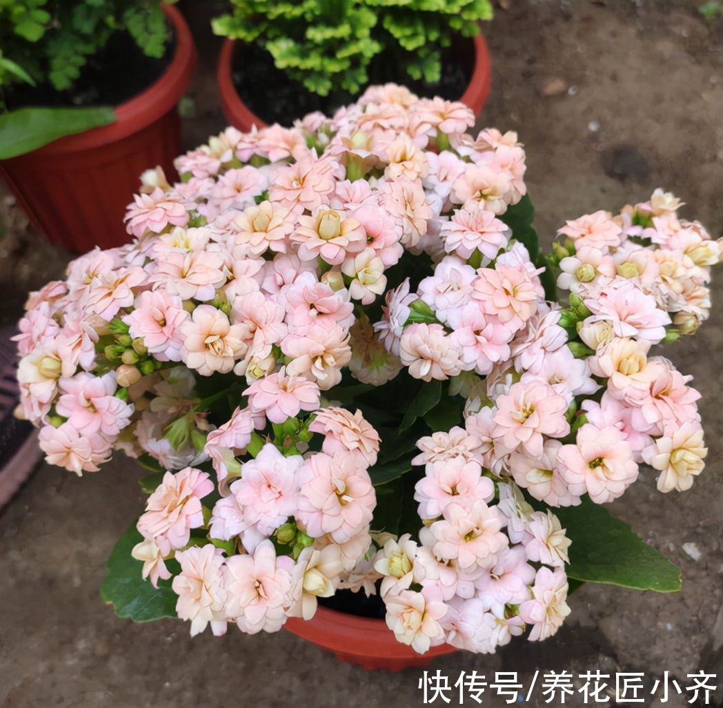 阴天|想让长寿花花杆矮小“变花球”，这2点一定要精准掌控