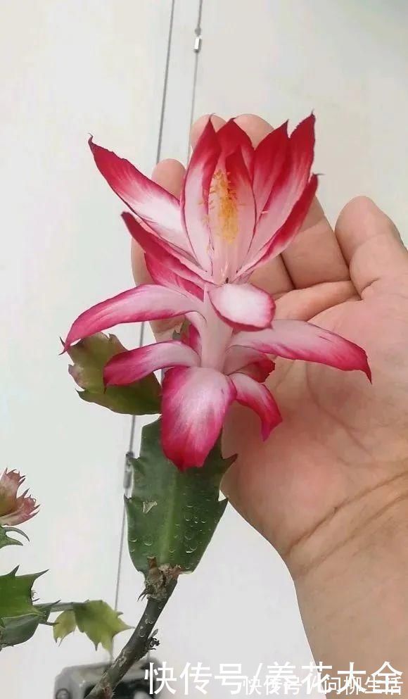 水仙|上万块的蟹爪兰，开花像烟花，养过的人不多