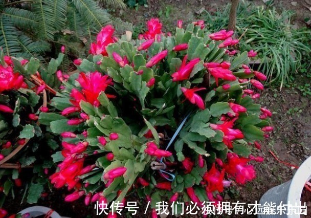 蚯蚓|什么废油、黄豆水都不如这种水，浇啥旺啥，是真正的“万能水”！