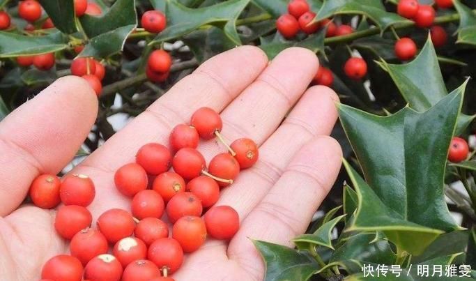 枸骨叶|这树叶，也是一味中药，泡茶代饮，抗菌消炎、祛风湿