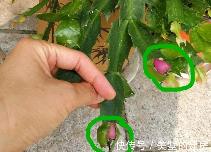 修剪|6种“漂亮花”,开完花别修剪,长满黑种子,第二年有惊喜