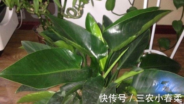 植物|这些耐阴的室内植物, 越荫蔽长越旺, 叶子绿得冒油!