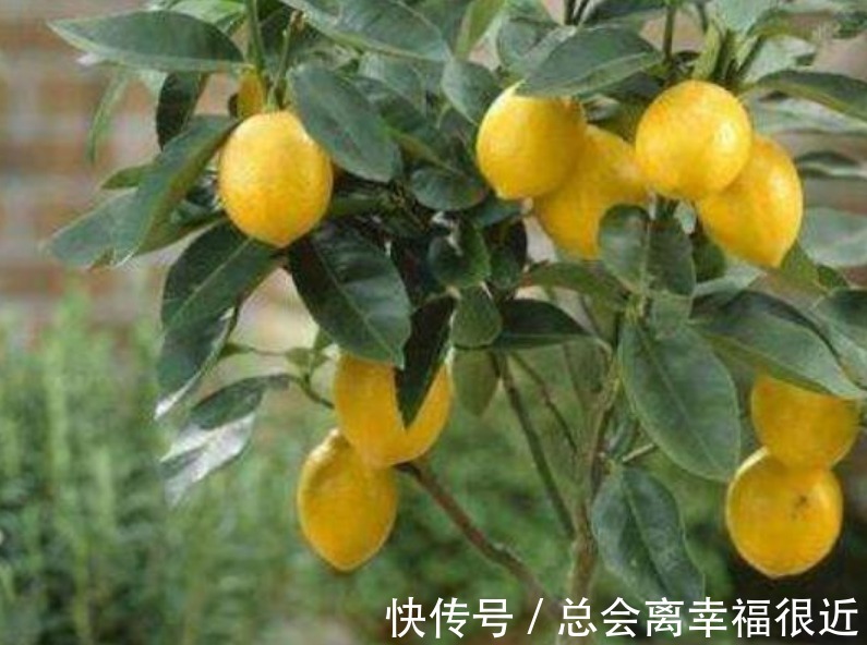 家里最适合养上“3种花”，人养花，花也养人，解毒败火，值得养