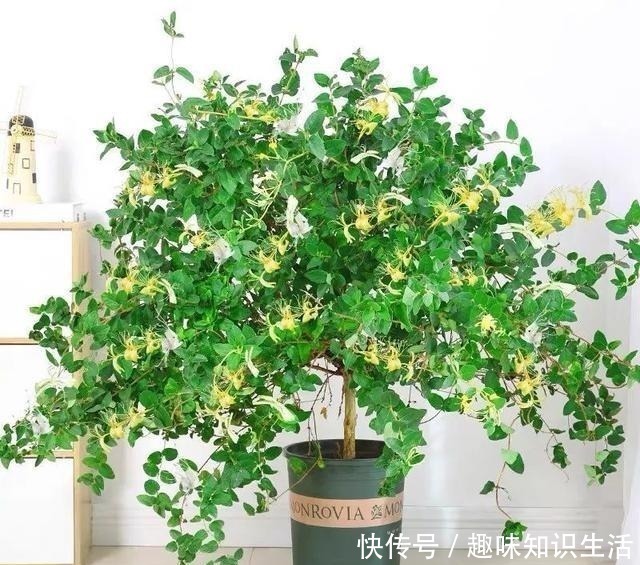 鸡蛋花|人养花、花也养人，医生喜欢养的八种花，家里养一盆，清雅又健康！