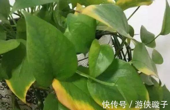 绿萝|解决好绿箩这5个问题,黄叶不再有,净化环境更给力