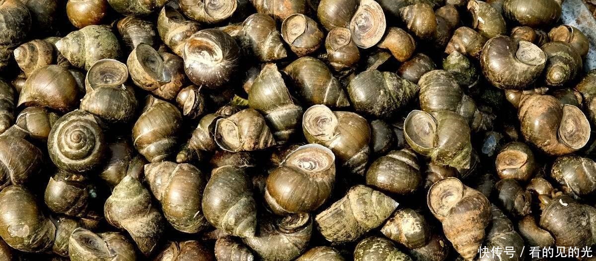 大厨炒田螺时,这一步不能不有,难怪做得不好吃!