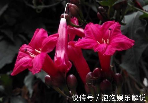 花卉|新手喜欢养护花卉，就选5种花卉，花色漂亮美丽，给家中带来幸福