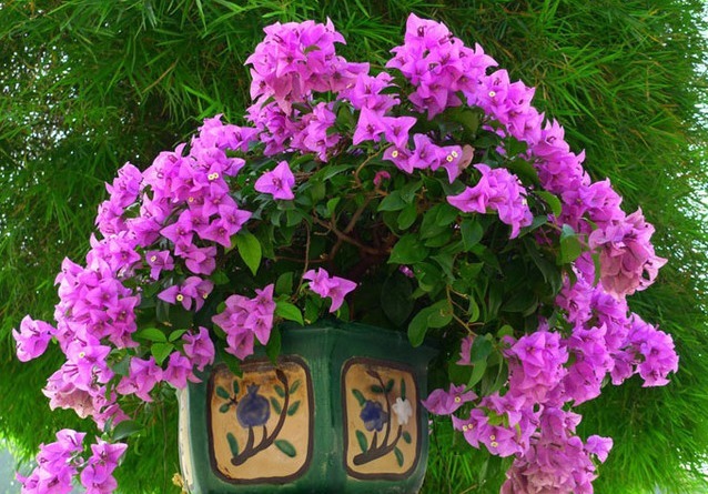 3种花,比绿萝好养,比月季“开花时间”长,花量超大,养家里值