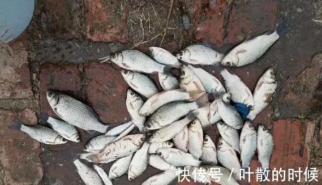 初冬野钓大鲫鱼,聚鱼留鱼很关键,把握好这2点,“爆护”并不难