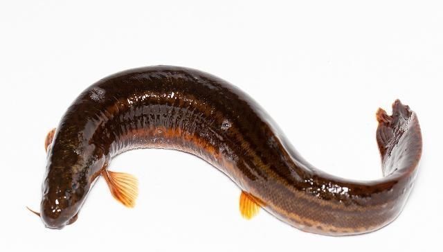 简单|垂钓泥鳅另有一番乐趣,小伙伴们又去钓泥鳅了,垂钓技巧简单易学