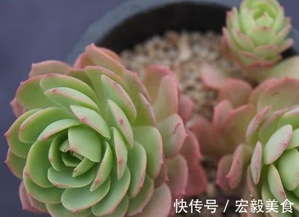 多肉绿蔷薇怎么养护更绚烂教你3个养护小技巧,绿蔷薇饱满精致