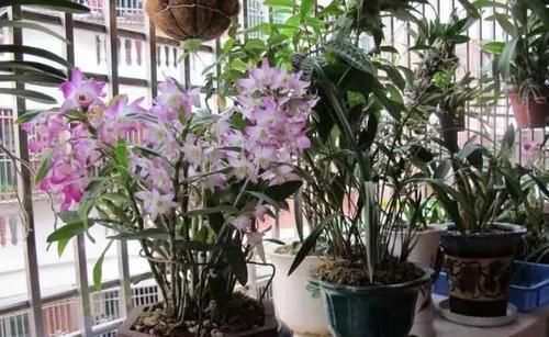 兰花|比兰花还仙气,这种花“浑身是宝”,养在家中十盆也不嫌多