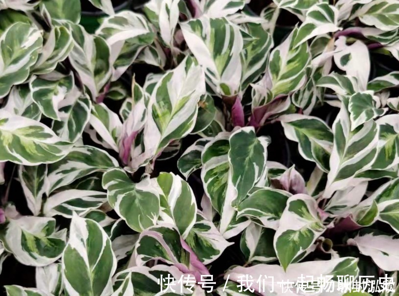 吊兰|这两种绿植,就算没有太阳也能长,非常适合在家里种