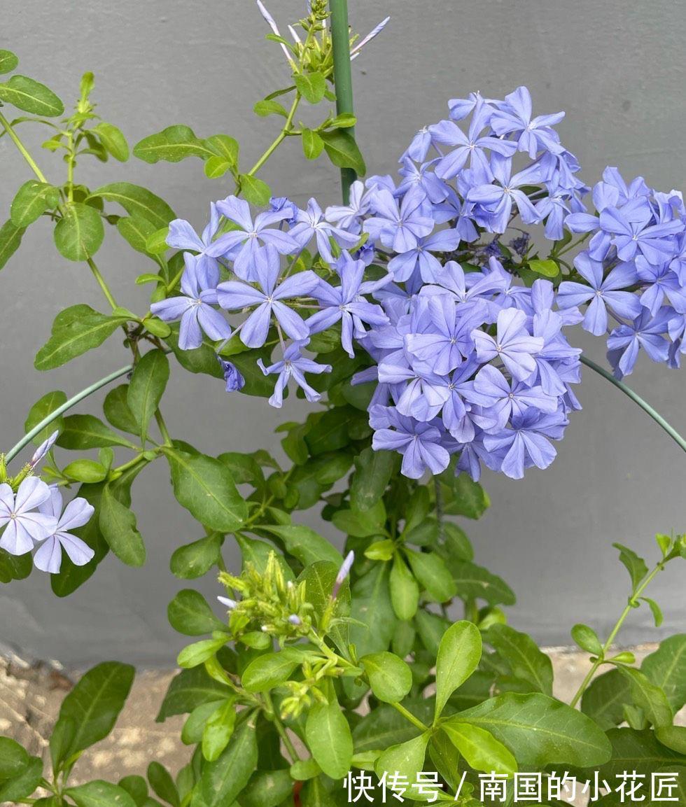 夏天的蓝雪花 多做两步骤 不停开花 开花量大清新美丽 粉紫色