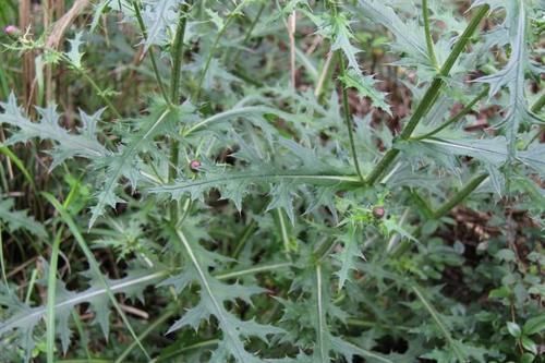 农村|农村被当做杂草铲除,却在城市里卖出高价钱,有很好的营养