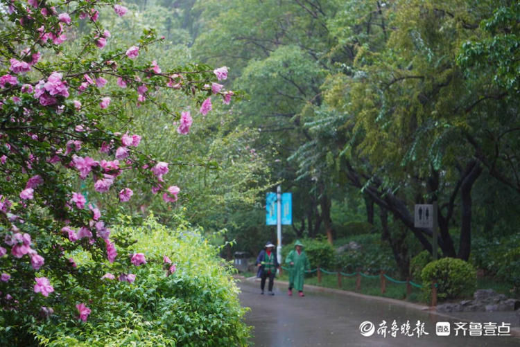 小雨淅沥不停，济南泉城公园美如丹青！雨中漫步悠闲舒适|情报站| 小雨