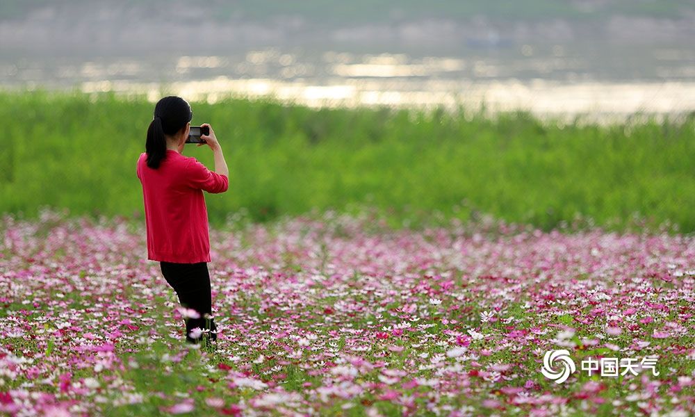 重慶南平壩格桑花盛開扮靚江岸 中國熱點