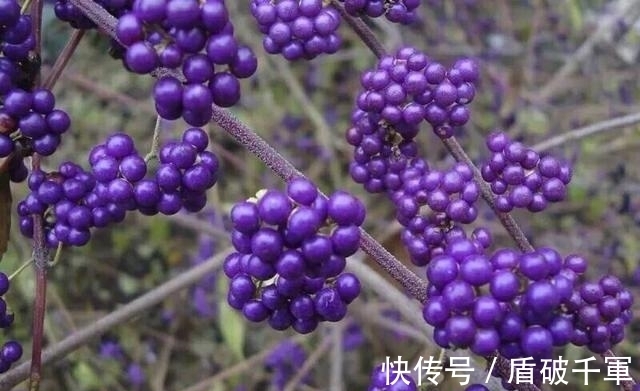 此3种花大部分人都听说过,不过不常见,看看你见过