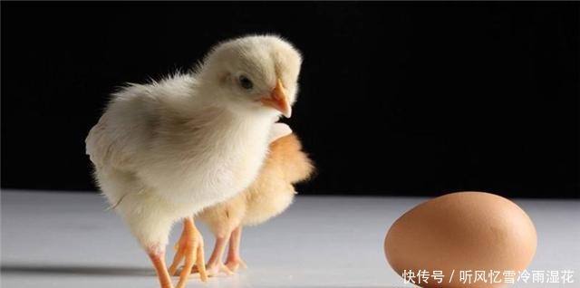 “先有鸡，还是先有蛋”今天终于知道了答案！