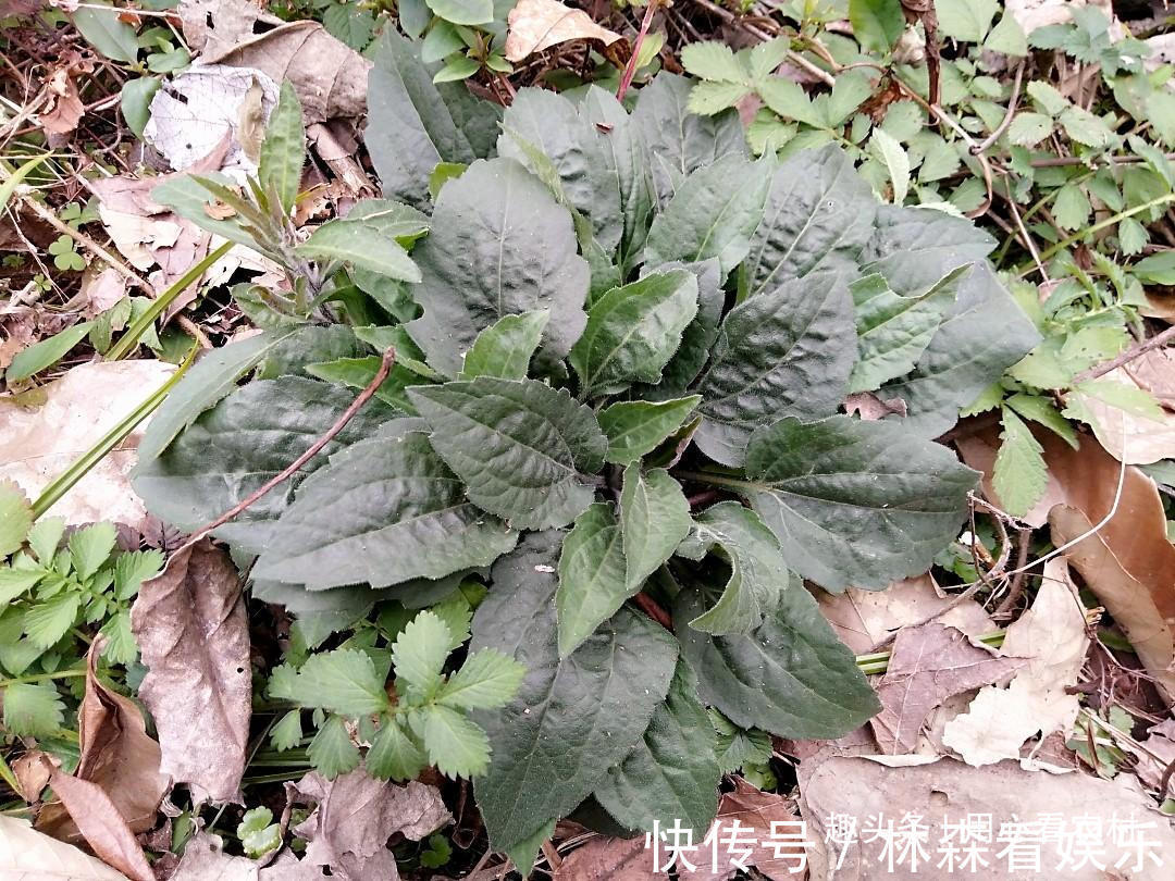 采摘|好难吃！怎么看都不像是野菜，一盘卖几十元，不知道哪里来的自信