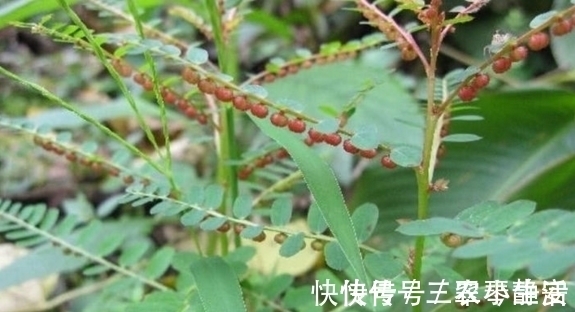 野生植物|田坎的一种野草，农民看到一棵拔一棵，了解它的人当成宝