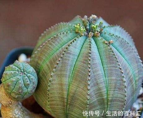 看完这些小巧可爱的多肉,够你养一阳台了,半年就能长爆盆