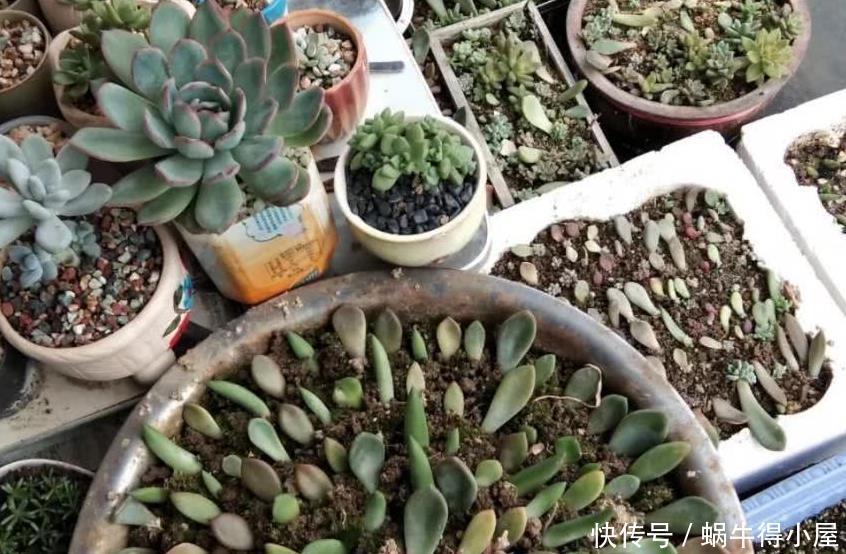 多肉植物|天热养多肉,学会“复制粘贴”,一片叶子一株苗,越来越多
