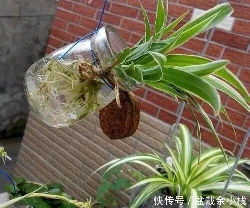  家中旧物拿来养花，1个花盆也不用买，种了满屋的花，漂亮实用