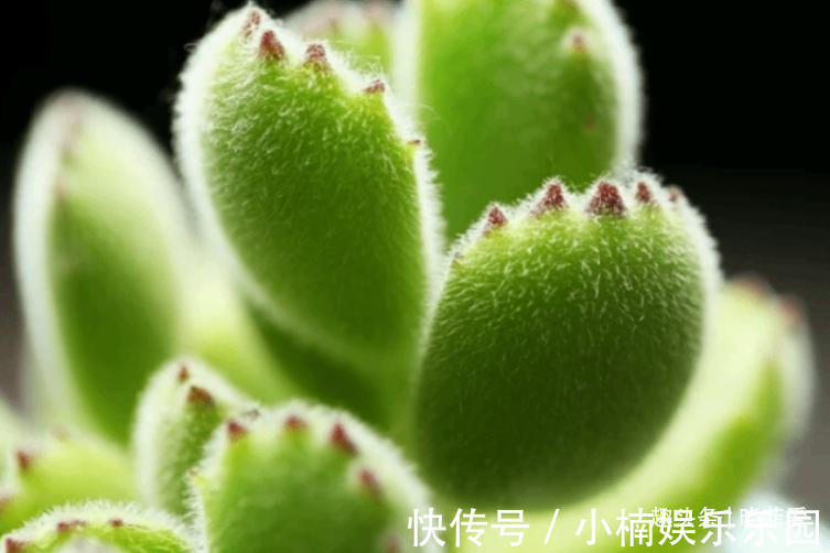 容易被水浇死的“14种花”,手太勤反而养不活