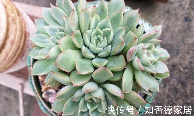 多肉出现这3种症状，就是在警示主人：该换盆土了！