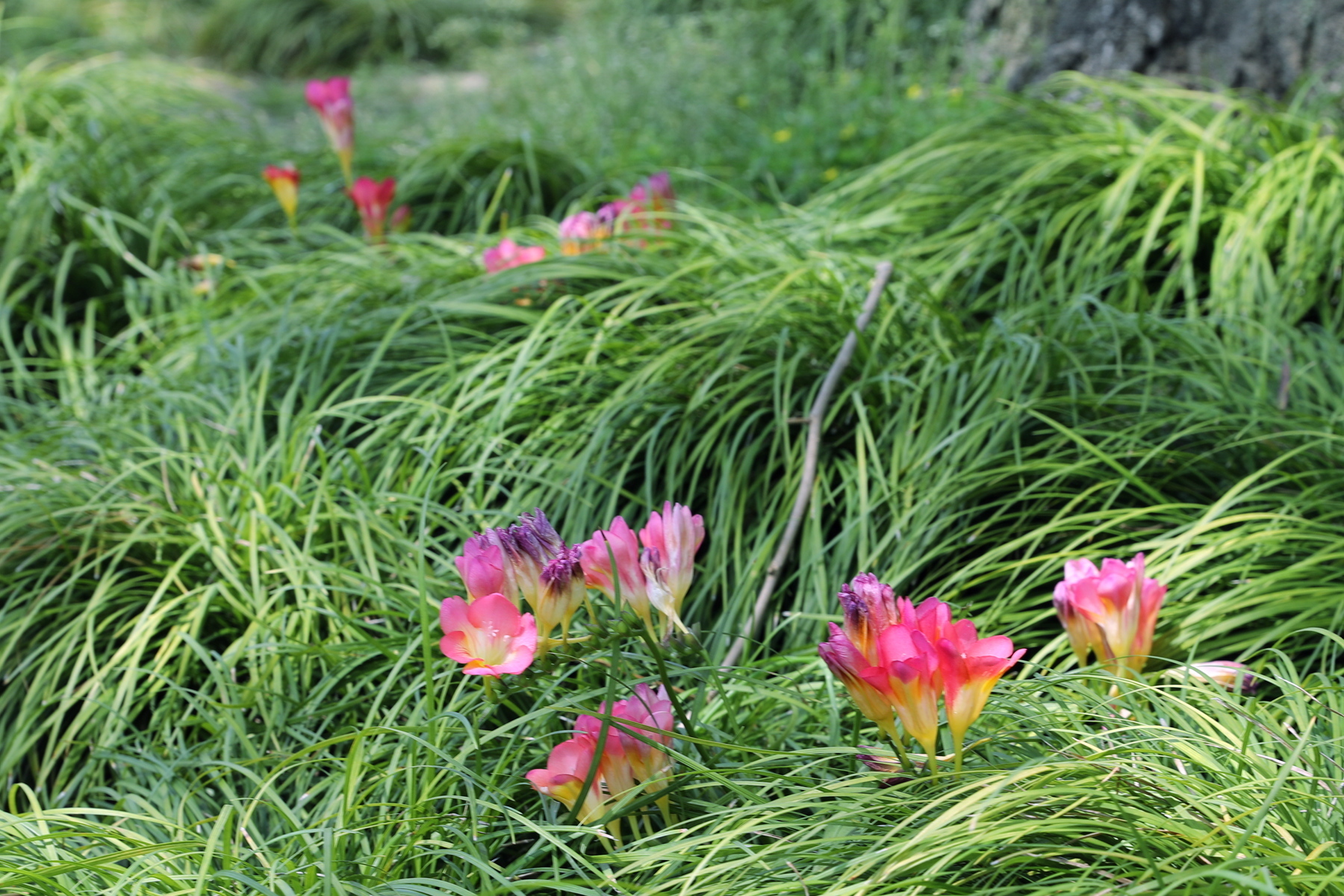 此花代表幸福和清新，给人一种淡雅的感觉，欣赏后仿佛心灵被净化