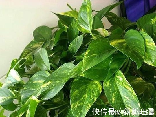 光照|家庭养绿萝，学会最“实用”的方法，叶片绿得滴油，疯长不停！
