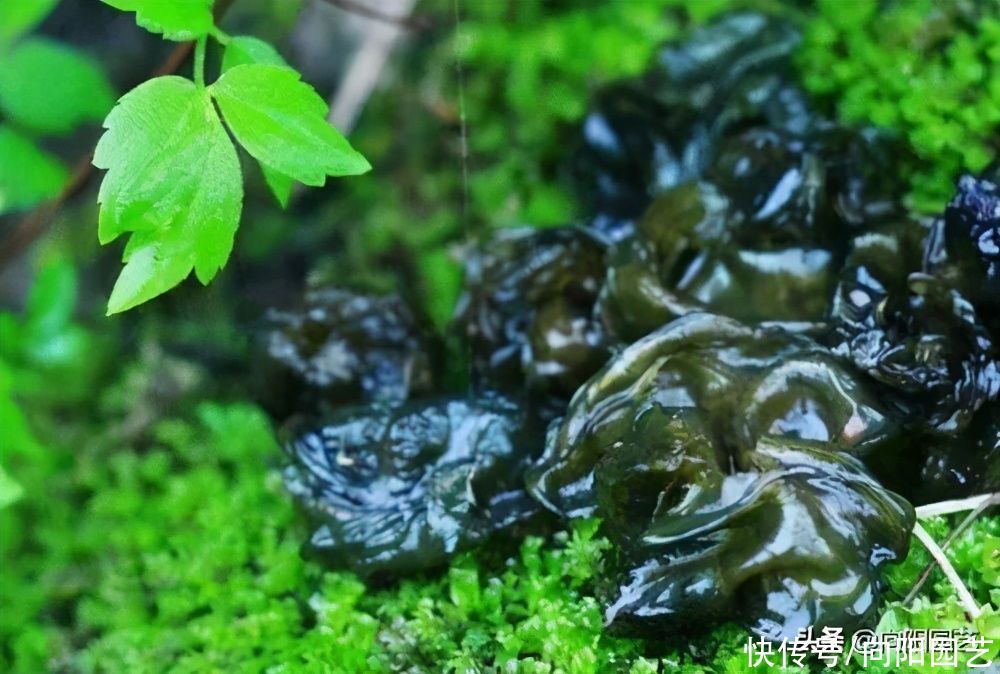 一场春雨过后，地上长出地皮菜，味道及其鲜美，清洗很麻烦