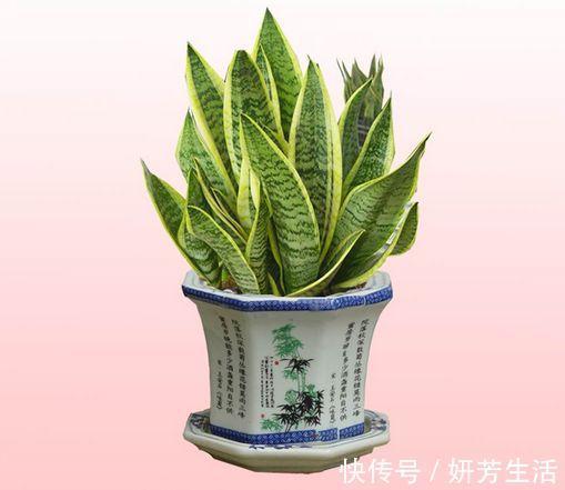 浇水|越不浇水越能养爆盆,懒人或者新手养花就选此6种