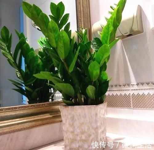 自从学会用蛋壳养花后，家里再没掏过一分钱买肥料
