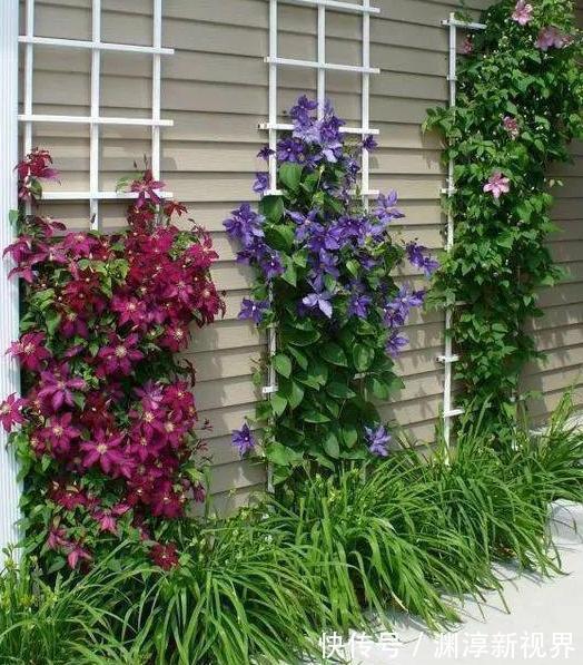 庭院地栽这些花卉想要养成花墙该怎么办做到如此就够了