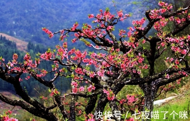 属相|6月，富贵缠身的3属相，财运旺盛，好运到家笑颜开，多财多福