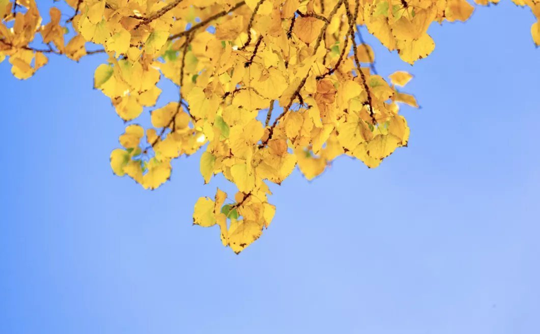 杜甫&诗词丨史上最全“秋”字飞花令,句句经典,值得永久收藏