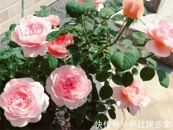 施肥|10个养花的坏习惯,赶紧改,不然真是浪费钱!