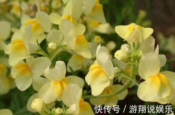 存活|喜欢养花,不如养盆金鱼草,好养易存活,轻松爆盆,花朵蹭蹭地冒