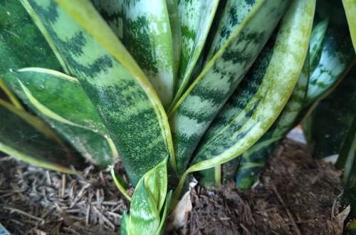  花卉|盆栽花卉全部用腐叶土，为什么不长